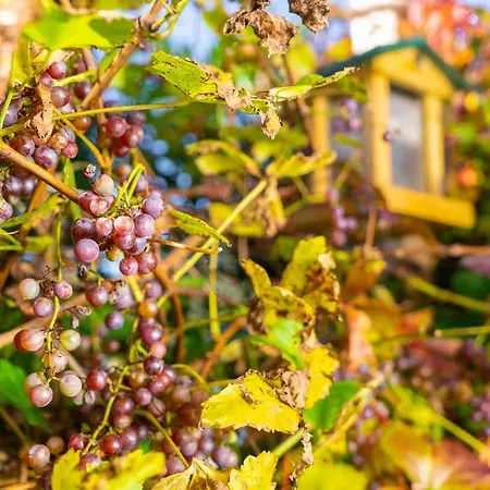 Appartement Daringer Mayrhofen